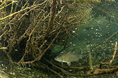 Common carp, (Cyprinus carpio), river Ticino, Lombardy, Italy