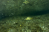 Common carp, (Cyprinus carpio), river Ticino, Lombardy, Italy
