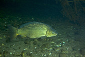 Common carp, (Cyprinus carpio), river Ticino, Lombardy, Italy