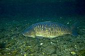 Mirror carp a variety of Common carp, (Cyprinus carpio carpio), river Ticino, Lombardy, Italy