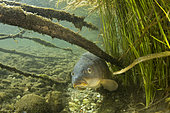 Common carp, (Cyprinus carpio), river Ticino, Lombardy, Italy