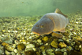 Common carp, (Cyprinus carpio), river Ticino, Lombardy, Italy