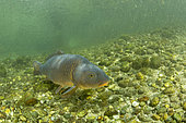 Common carp, (Cyprinus carpio), river Ticino, Lombardy, Italy