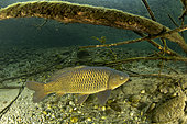 Common carp, (Cyprinus carpio), river Ticino, Lombardy, Italy