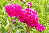 Herbaceous peony, Paeonia lactiflora 'Kansas', flowers