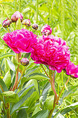Herbaceous peony, Paeonia lactiflora 'Kansas', flowers