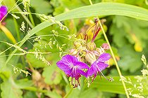 Cranesbill Geranium, Geranium macrorrhizum 'Ridsko', flowers