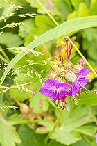 Cranesbill Geranium, Geranium macrorrhizum 'Ridsko', flowers