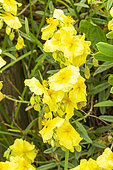 Rock-rose 'Wisley Primrose', Helianthemum nummularium 'Wisley Primrose', flowers