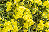 Rock-rose 'Wisley Primrose', Helianthemum nummularium 'Wisley Primrose', flowers