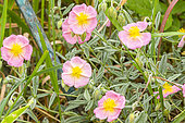 Helianthemum 'Rhodante Carneum', flowers