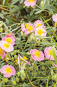 Helianthemum 'Rhodante Carneum', flowers
