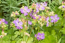 Hardy geranium, Geranium cantabrigiense 'Karmina', flowers