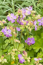 Hardy geranium, Geranium cantabrigiense 'Karmina', flowers