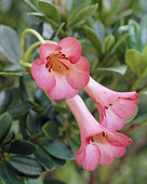 Rhododendron Saxon Blush