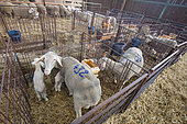 Breeding Merino sheep with their lambs in a sheepfold. The ewes are isolated with their lambs, often twins, in cages so that they can keep an eye on them.