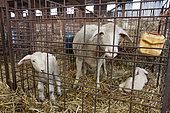 Breeding Merino sheep with their lambs in a sheepfold. The ewes are isolated with their lambs, often twins, in cages so that they can keep an eye on them.