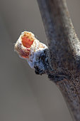 Attack of Willow beauty is a bud-eater that can attack vines as early as the bud-swelling stage on vines in spring, France.