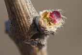Attack of Willow beauty is a bud-eater that can attack vines as early as the bud-swelling stage on vines in spring, France.