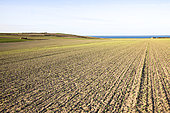 Spring pea emergence in a cliffside plot by the sea, Pas-de-Calais, France