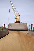 Loading wheat from a cargo ship, grain port, port of Rouen, Normandy, France