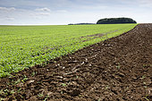 Burying green manure or rapeseed regrowth in a field in autumn before sowing, France