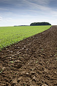 Burying green manure or rapeseed regrowth in a field in autumn before sowing, France