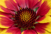 Blanketflower (Gaillardia aristata) 'Arizona Sun' close-up
