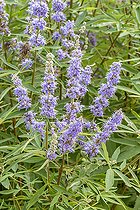 Lilac Chastetree (Vitex agnus-castus) in bloom