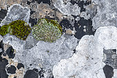 Mosaïque de lichens et de mousses sur roche calcaire, Parc national des Calanques, Marseille, France