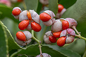 Fruits of the Japanese Spindle (Euonymus japonicus)