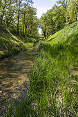 The Brégoux, dammed river, and its riparian forest, Vaucluse, France