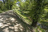The Brégoux, dammed river, and its riparian forest, Vaucluse, France