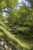 The Brégoux, dammed river, and its riparian forest, Vaucluse, France
