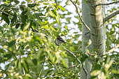Pied Flycatcher (Ficedula hypoleuca) on a poplar branch, Alpilles, France