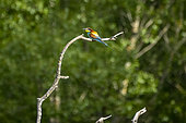 European Bee-eater (Merops apiaster) on a branch, Provence, France