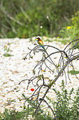 European Bee-eater (Merops apiaster) on a branch, Provence, France