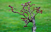 High-stemmed rose after winter pruning at the Jardin des Plantes, Le Mans, Sarthe, Pays de la Loire, France