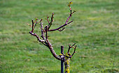 High-stemmed rose after winter pruning at the Jardin des Plantes, Le Mans, Sarthe, Pays de la Loire, France