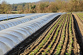 Lettuce growing in open fields and under plastic tunnels, Maraicher Gaec Seuru, Champagne, Sarthe, Pays de la Loire, France