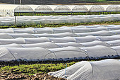 Lettuce growing in open fields and under plastic tunnels, Maraicher Gaec Seuru, Champagne, Sarthe, Pays de la Loire, France