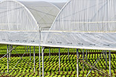 Lettuce growing under giant plastic greenhouses, Maraicher Gaec Seuru, Champagne, Sarthe, Pays de la Loire, France