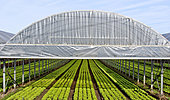 Lettuce growing under giant plastic greenhouses, Maraicher Gaec Seuru, Champagne, Sarthe, Pays de la Loire, France