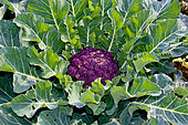 Purple cauliflower, Educational vegetable garden, Arche de la nature, Le Mans Métropole, Sarthe, France