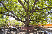 Restaurant in the middle of the prison courtyard in the shade of a giant tree, Turtle Island, Prison Island, used as a prison for slaves, Zanzibar, Tanzania