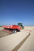 Planting potatoes with a six-row ridge planter on loamy soils in the Brie region of France.
