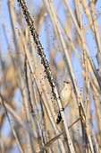 Female Bearded reedling (Panurus biarmicus) feeding on midges in a reedbed in the Danube delta, Romania.