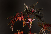 Begonia bipinnatifida from Papua New Guinea, described in 1906