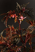 Begonia bipinnatifida from Papua New Guinea, described in 1906