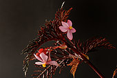 Begonia bipinnatifida from Papua New Guinea, described in 1906